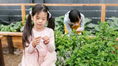 fairview gardens education farm